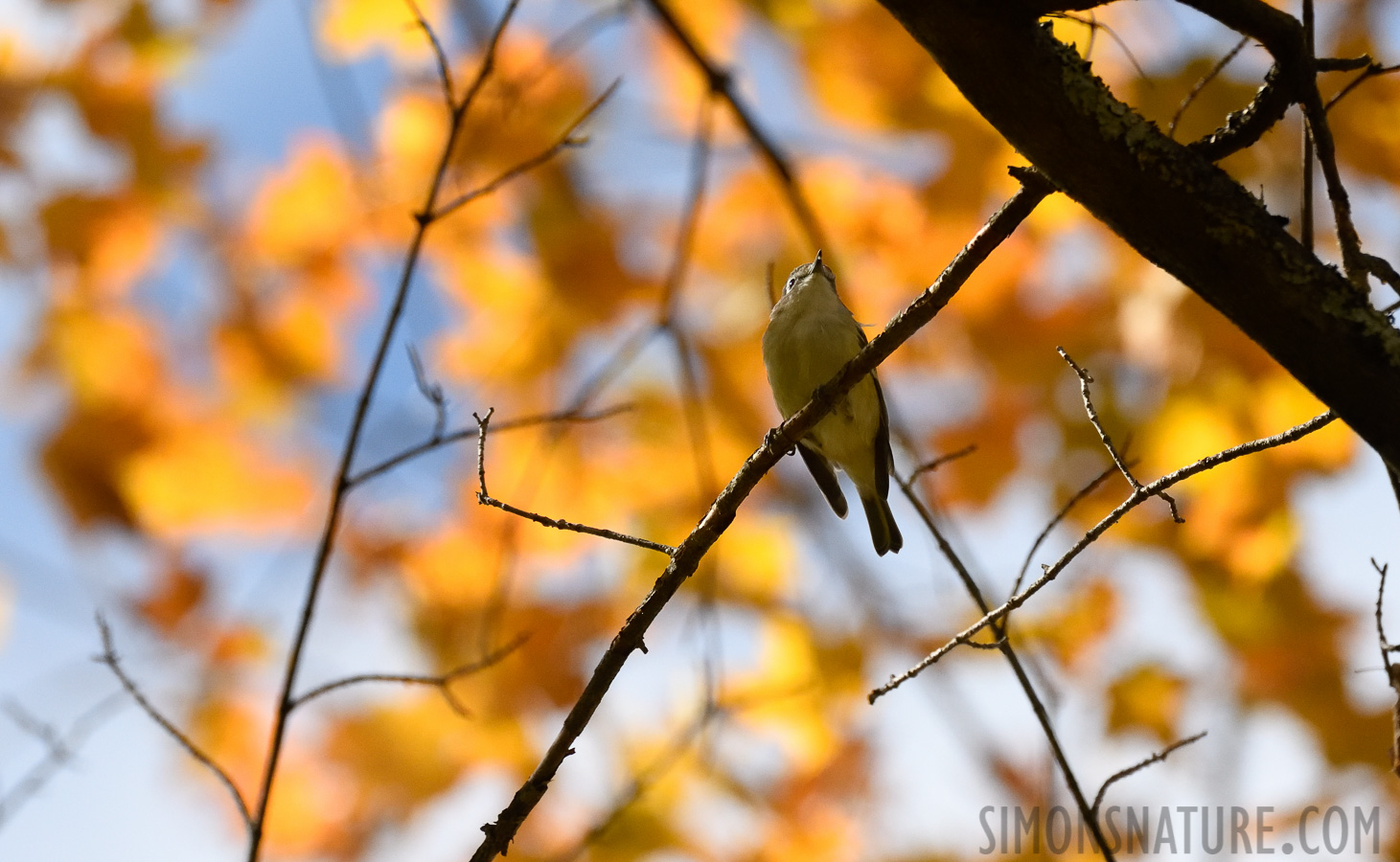 Vireo solitarius solitarius [400 mm, 1/4000 sec at f / 7.1, ISO 2000]